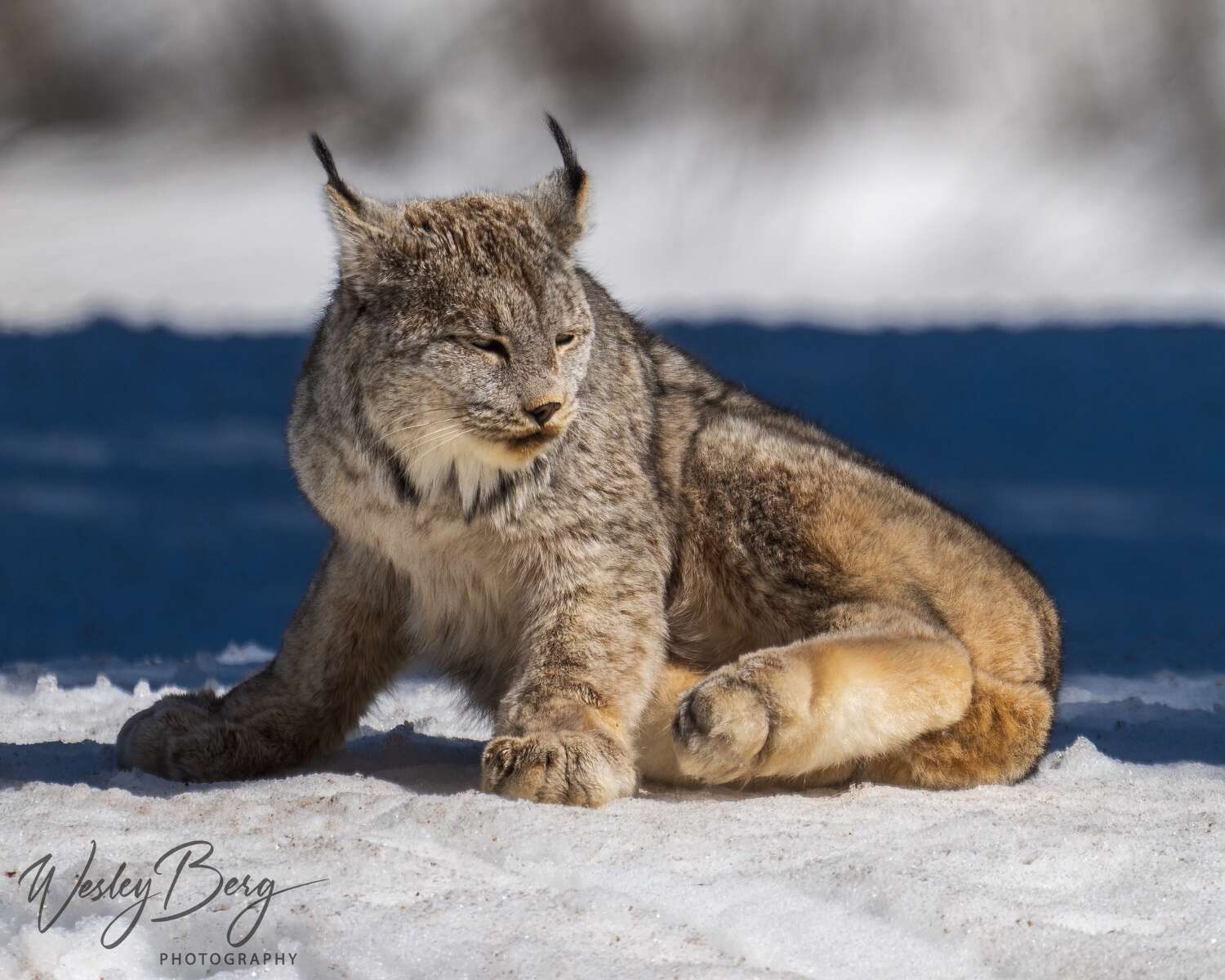 Silverton photographer captures photos of elusive lynx – The Durango Herald