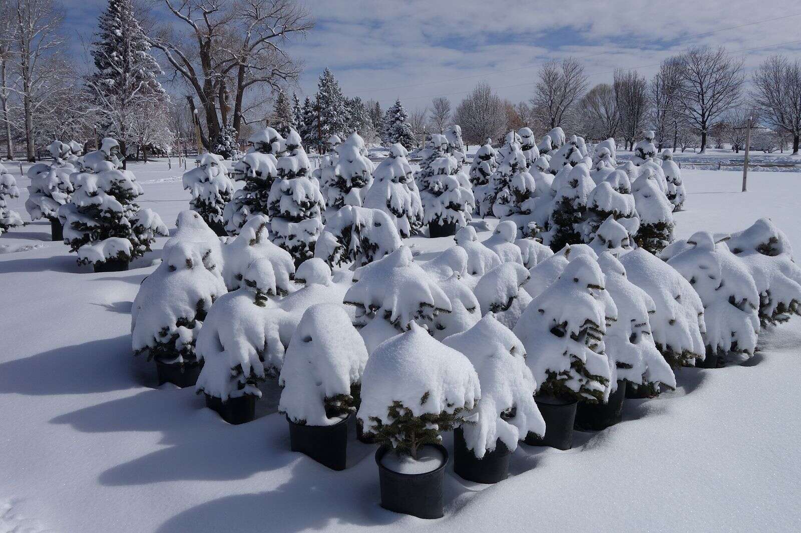  Snow on Evergreen Branches (Calendar)