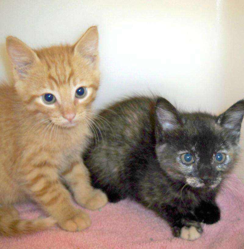 Petango kittens best sale