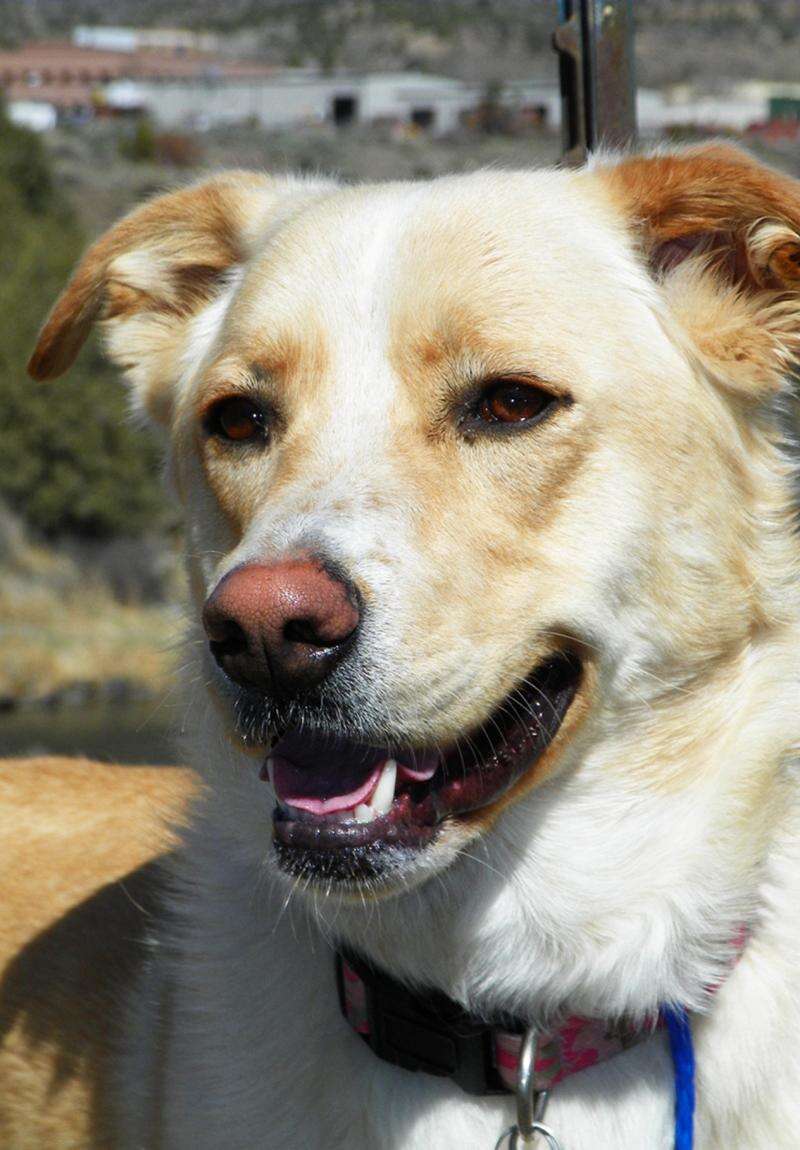 yellow lab shepherd mix puppy