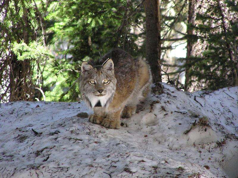 Canadian lynx: clever specialized hunters of the snowy forests