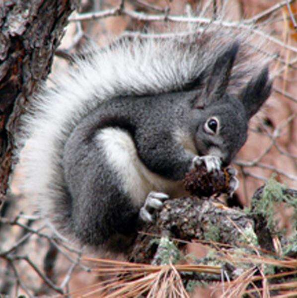 Squirrel ears hotsell