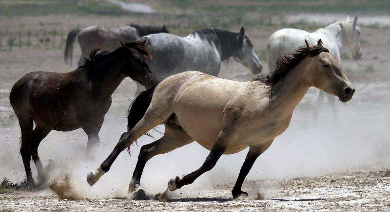 Wild Horse`s Valley © – Freedom for horses