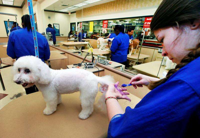 Dog hair bows cheap petsmart