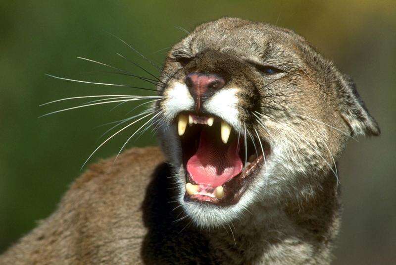 Possible mountain lion reported in Princeton resident's yard 