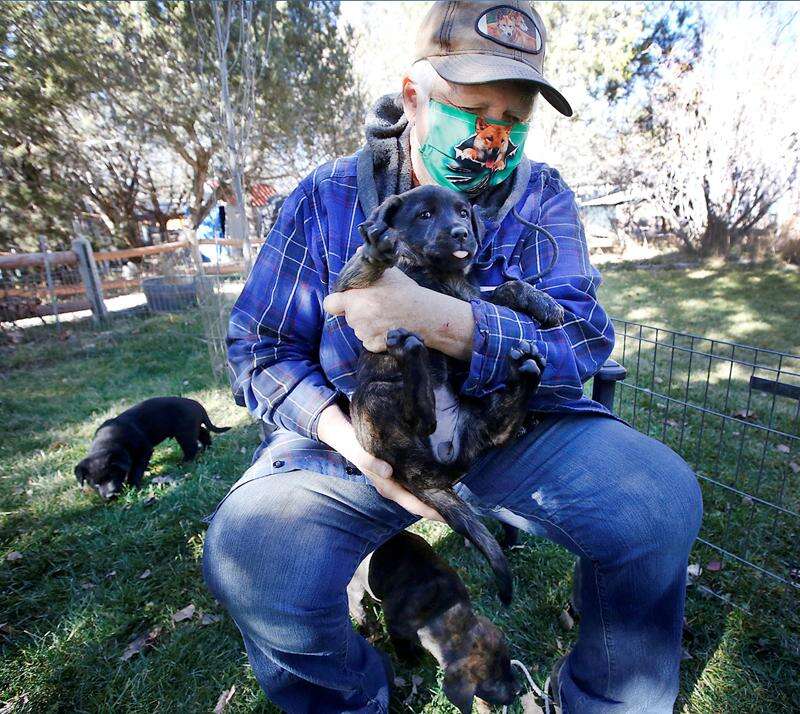 Local no kill shelters near me sales