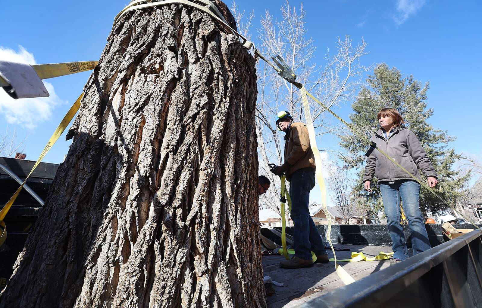 $22 million worth of trees are coming to Colorado – The Durango Herald