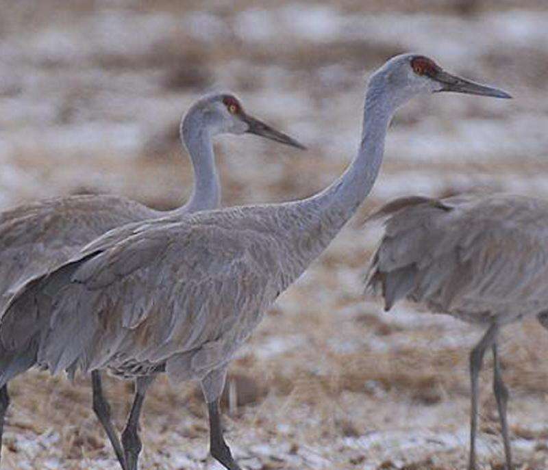 It's Spring and the Sandhill Cranes are Back: Prepare to be