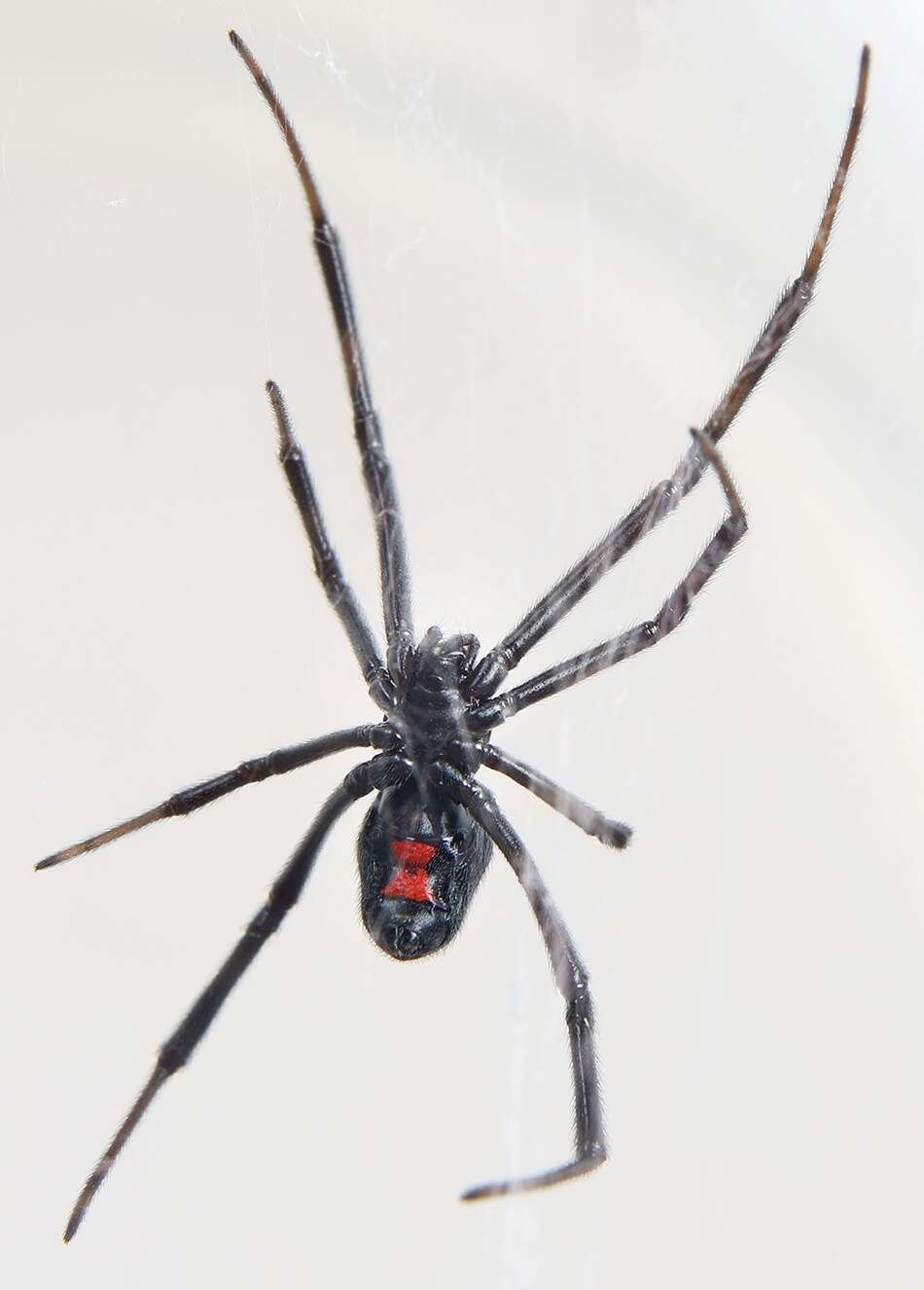 red colored spiders in colorado