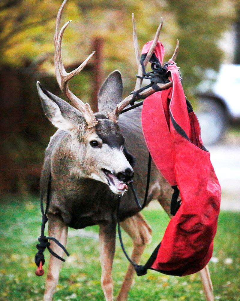 Antlers for people store