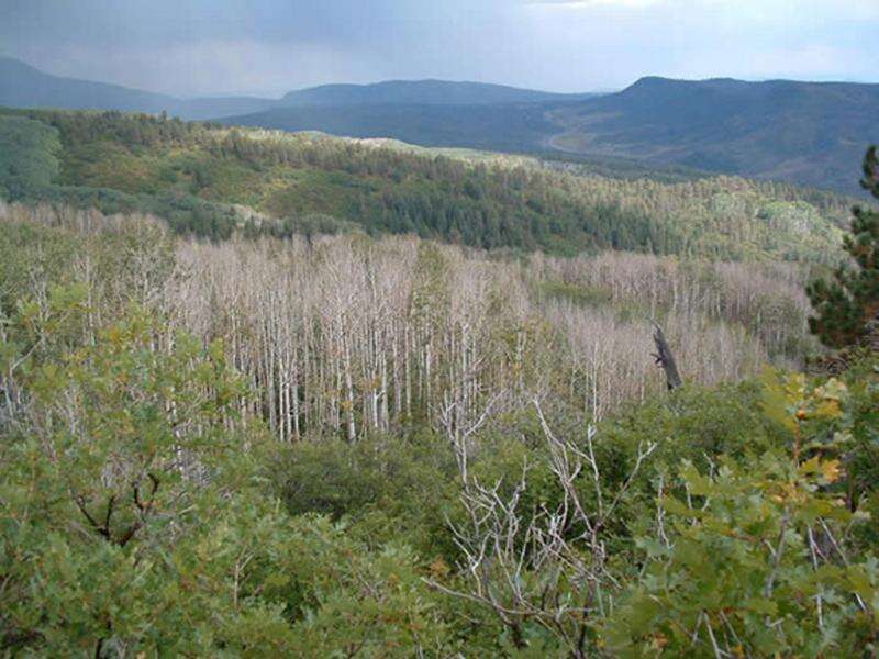 $22 million worth of trees are coming to Colorado – The Durango Herald