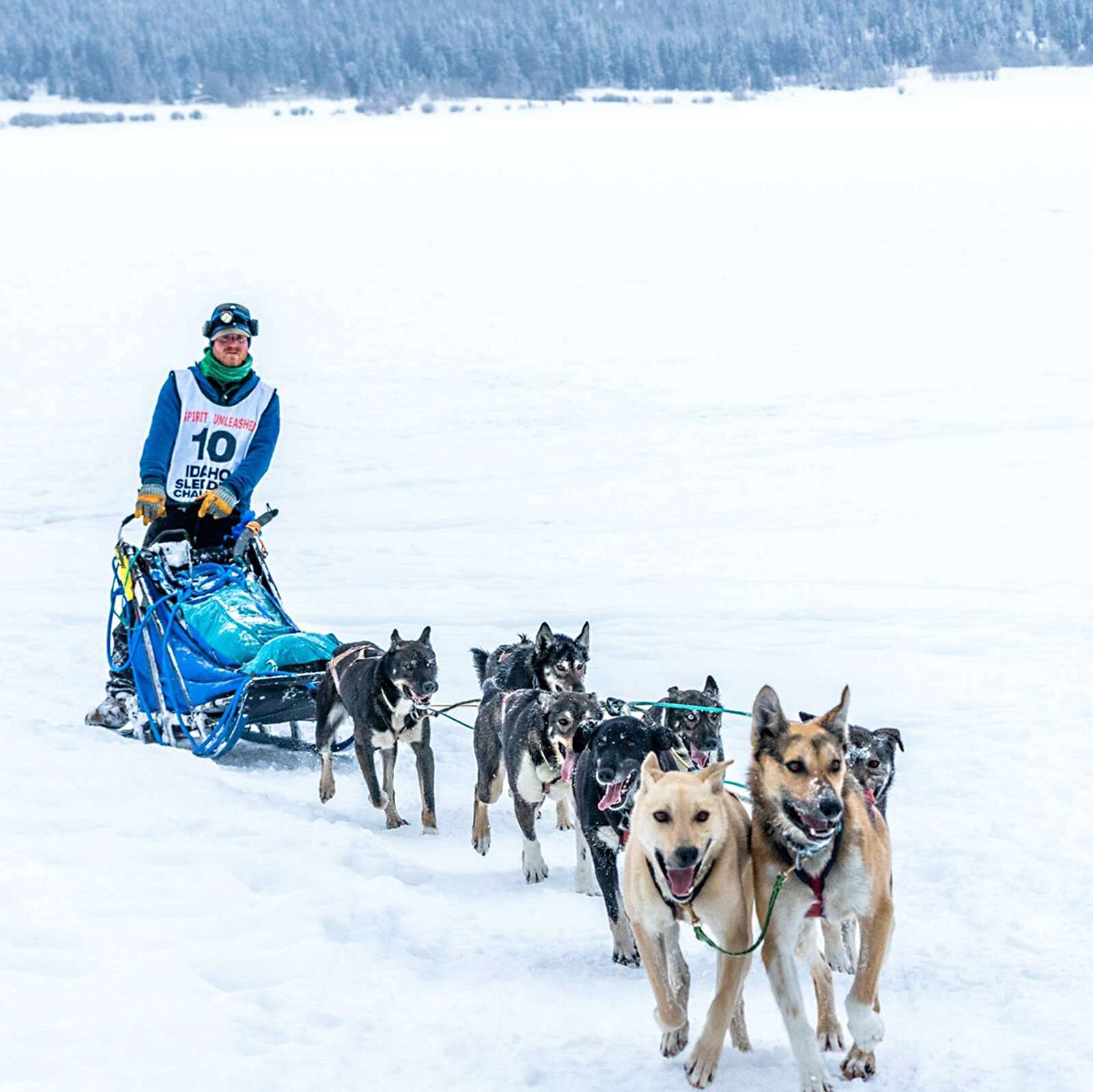 Mushers train with their dogs to win winter races