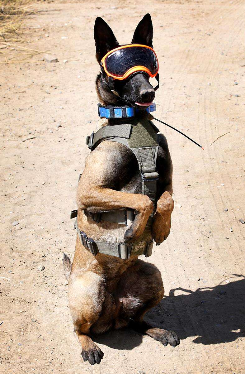 Belgian malinois goggles best sale
