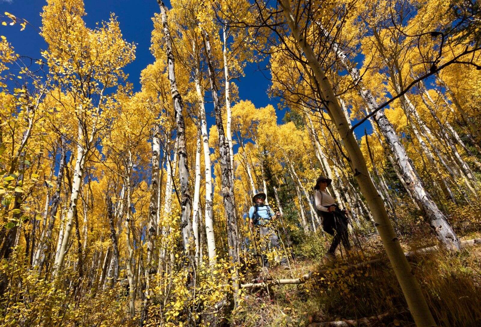 Colorado fall colors forecast 2023