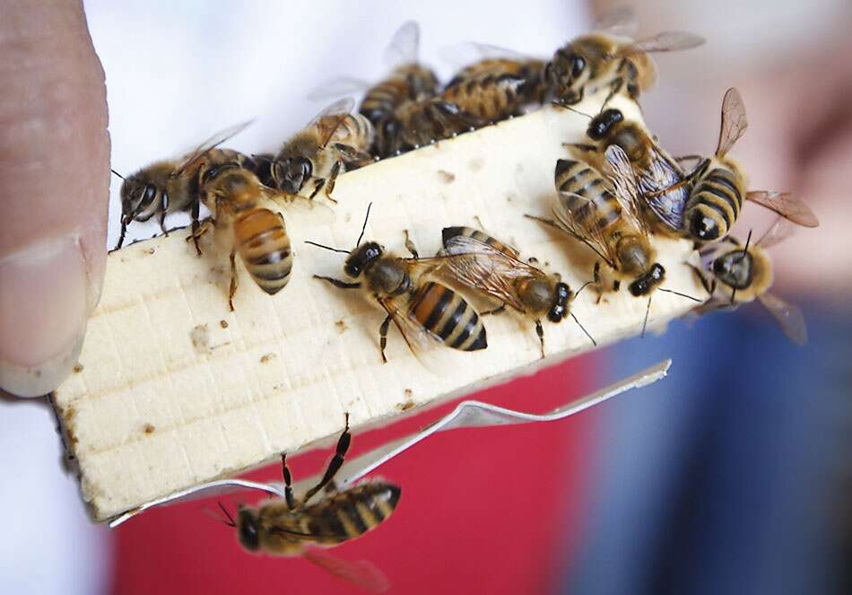 Alachua County beekeepers struggle against mites