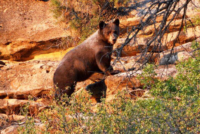 Black Bear in Rocky Mountain National Park