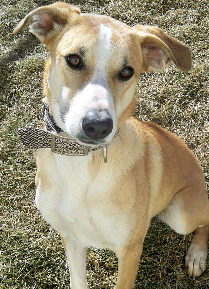 Border collie black mouth cur mix clearance