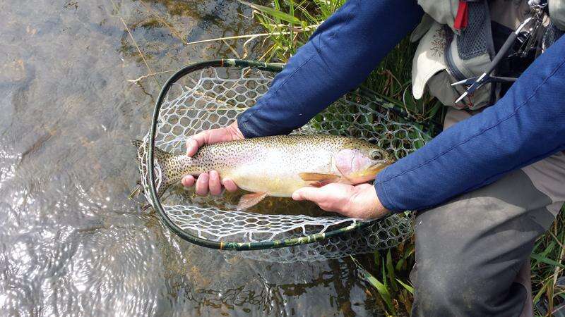 Fly Fishing Endless Summer Rainbow Trout Jigsaw Puzzle