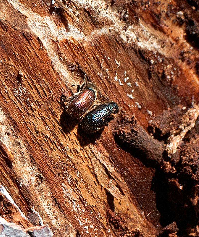 spruce beetle