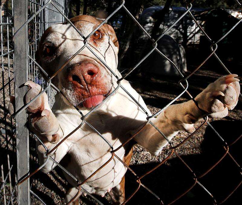 No kill dog rescue near me top