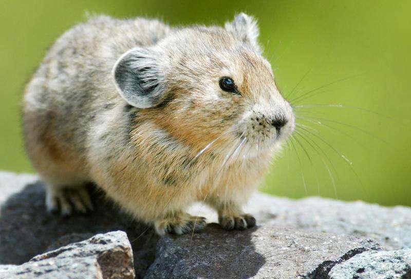 American Pika