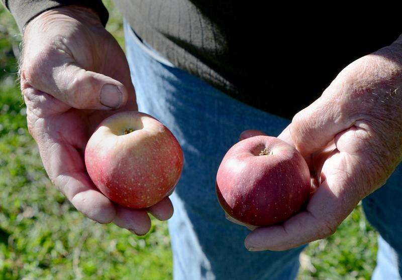 MacIntosh Red – Montezuma Orchard Restoration Project