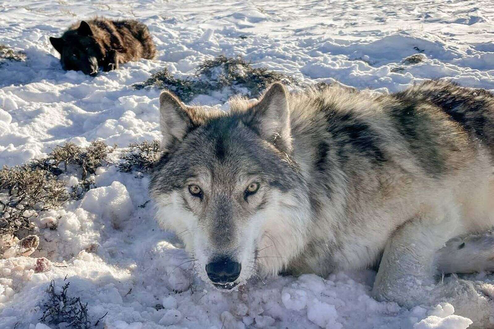 Colorado is going wolf shopping. First stop Washington The