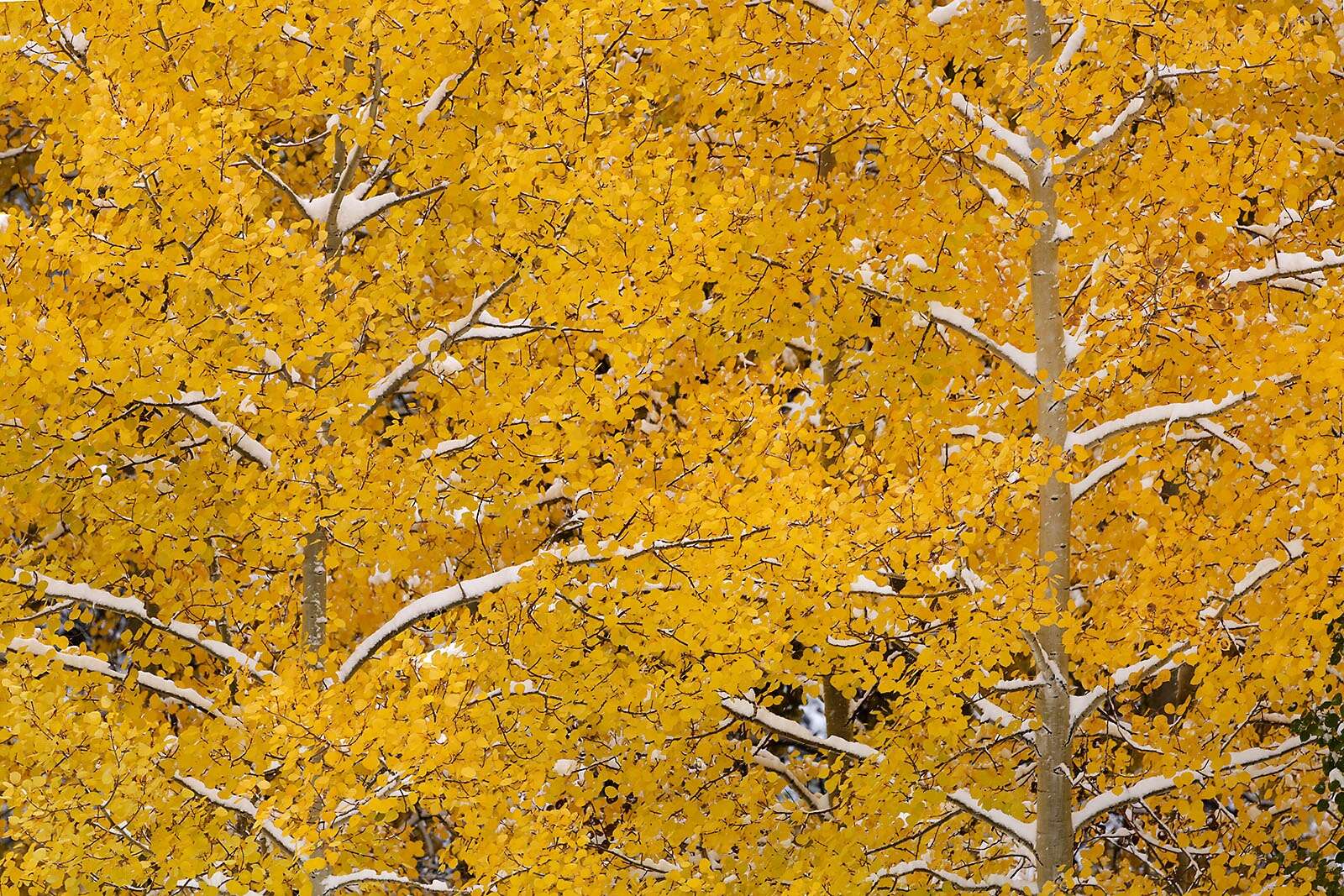 $22 million worth of trees are coming to Colorado – The Durango Herald