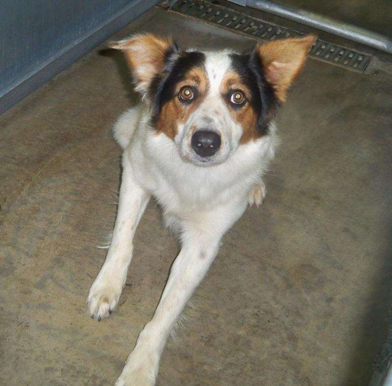 Catahoula chow mix sales