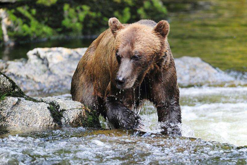 Man charged for illegal hunting after bear cubs killed in New