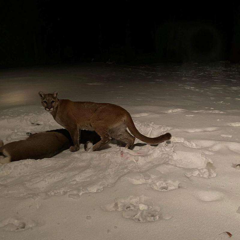 mountain lions hunting deer