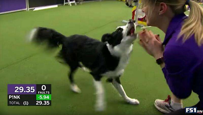 Pink the border collie hotsell