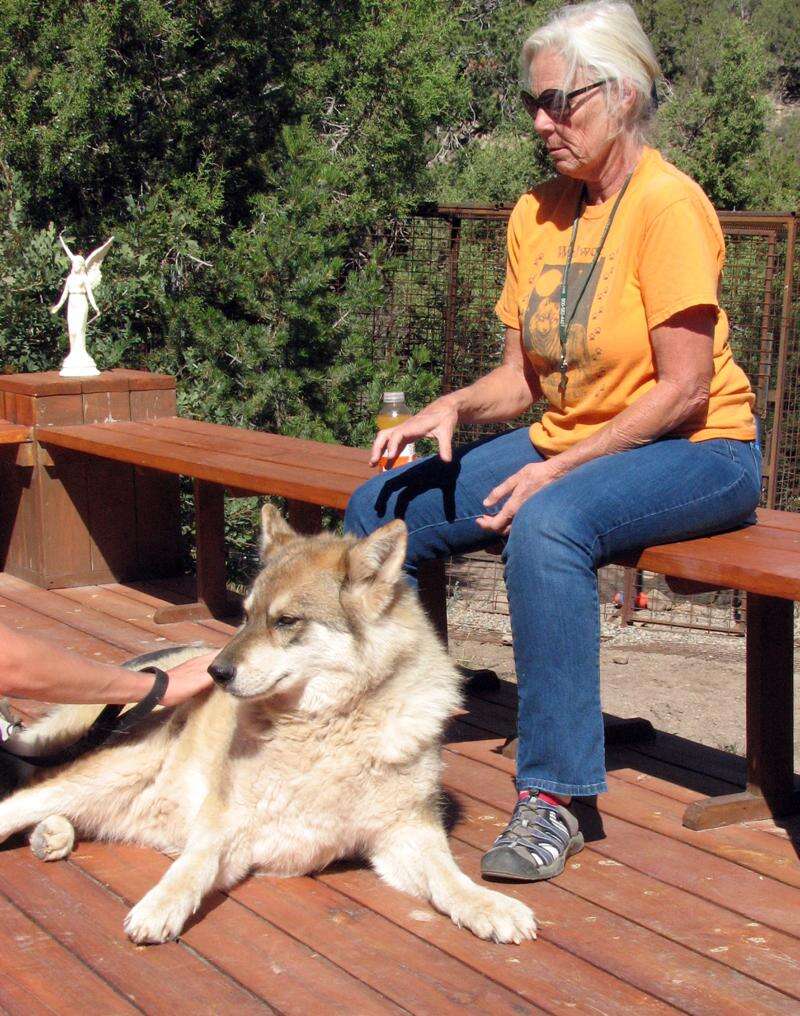 Wolfwood kennels sale