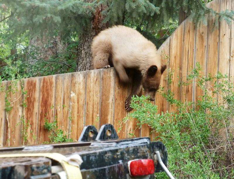 The Bosnian Bear – The Durango Herald