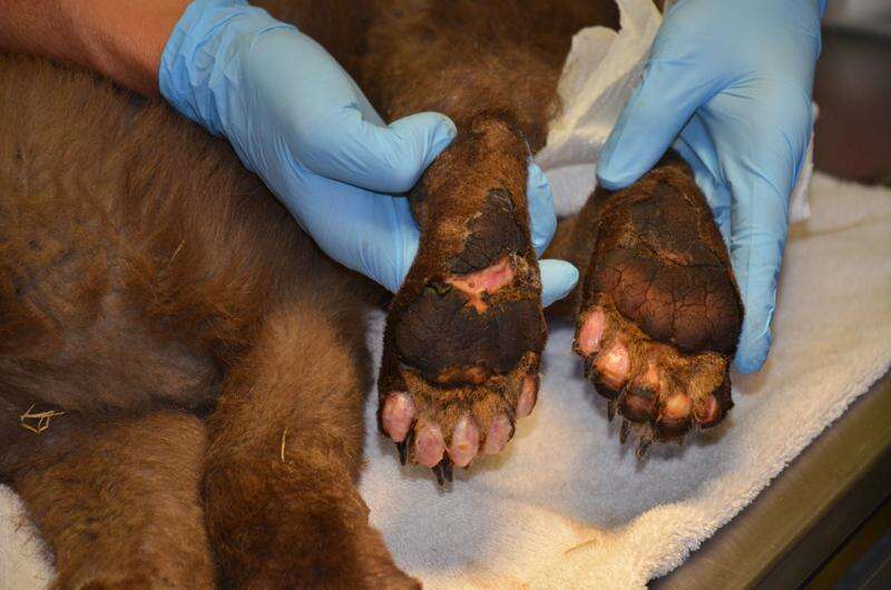 Baby bear paws clearance