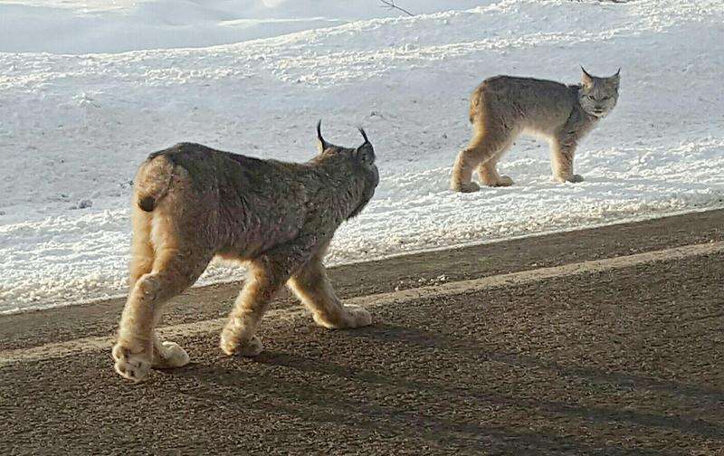 Silverton photographer captures photos of elusive lynx – The Durango Herald