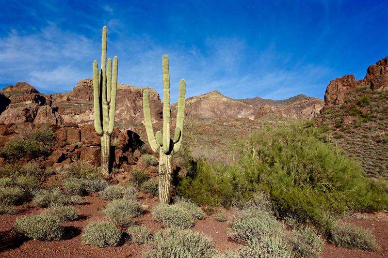 Birds - Organ Pipe Cactus National Monument (U.S. National Park Service)