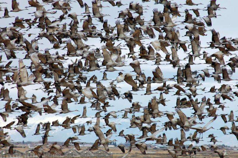 Sandhill cranes return to the Valley