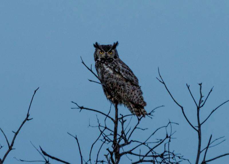 dusky horned owl lewis and clark