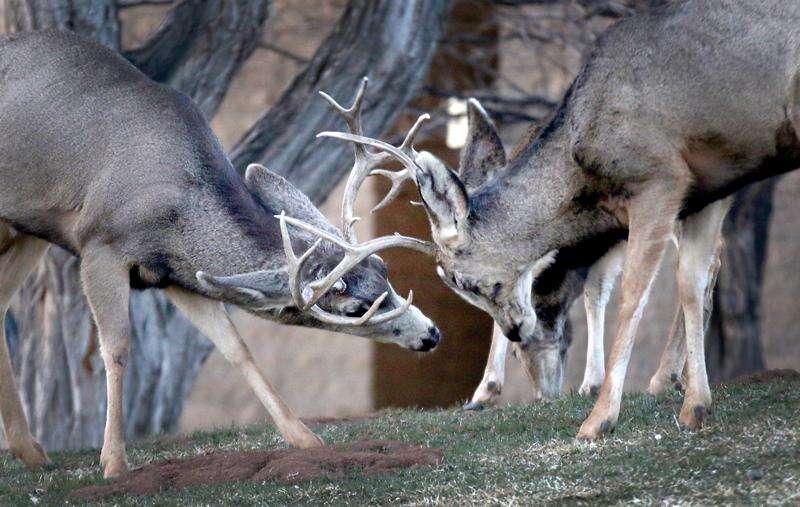 fighting whitetail buck wallpaper