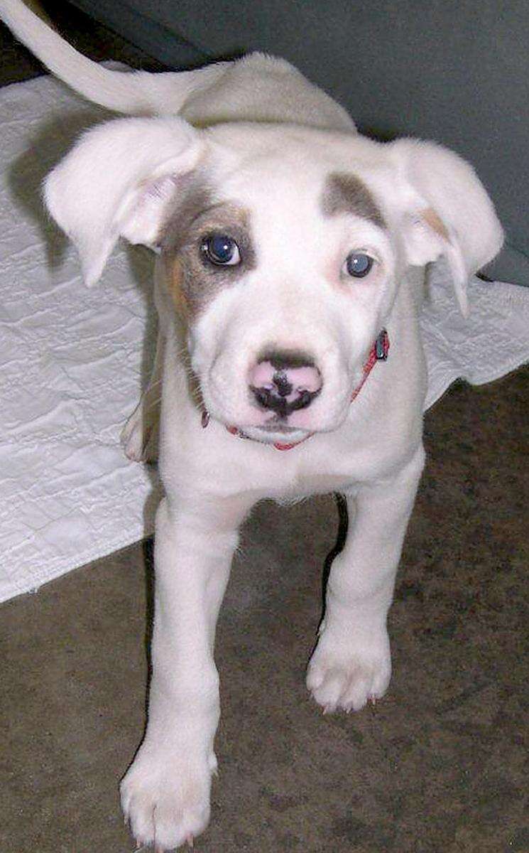 10 week old catahoula puppy discount