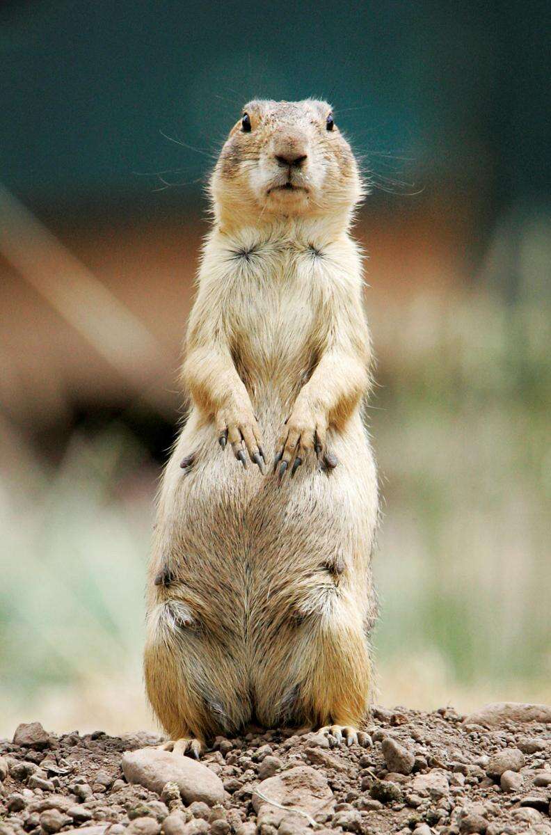 do rabbits and prairie dogs get along