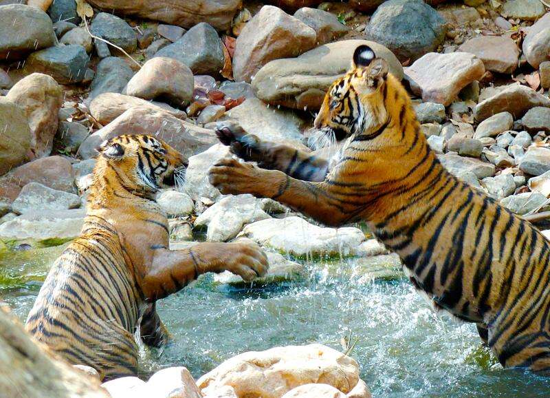 Tiger Cubs Play Fighting : Tiger Sighting Ranthambore India 