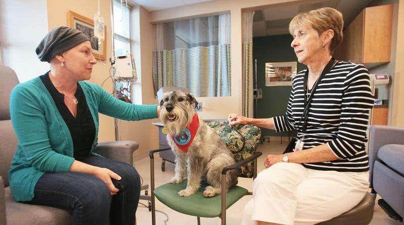 Schnauzer therapy dog hot sale