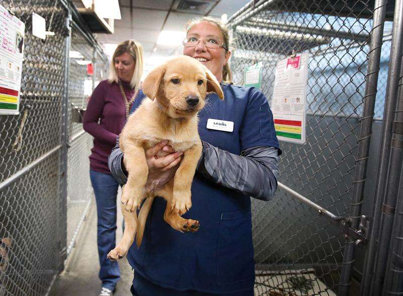 50 dogs delivered to Durango from overcrowded shelter in Texas – The  Durango Herald