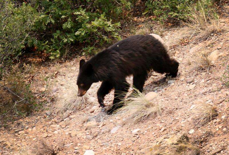 El Salto man shoots bear suspected of sheep killings, Animals in the News