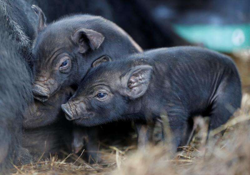 black baby pigs