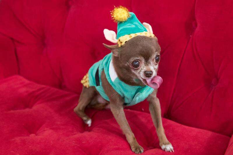 Chihuahua elf costume sales