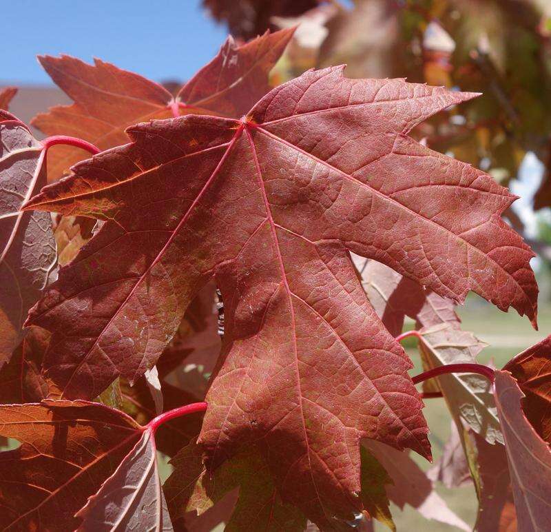 maple trees in summer