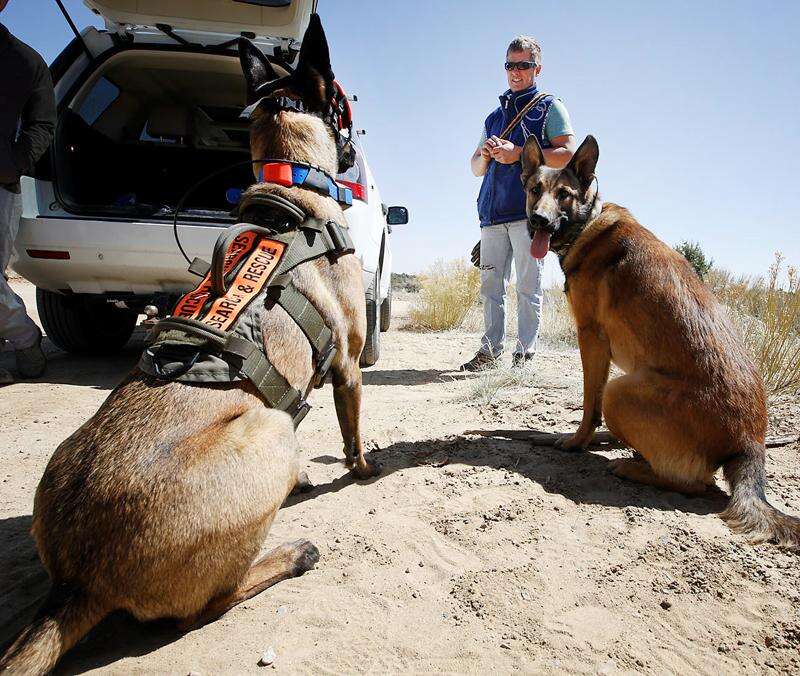 Belgian malinois search and rescue shop